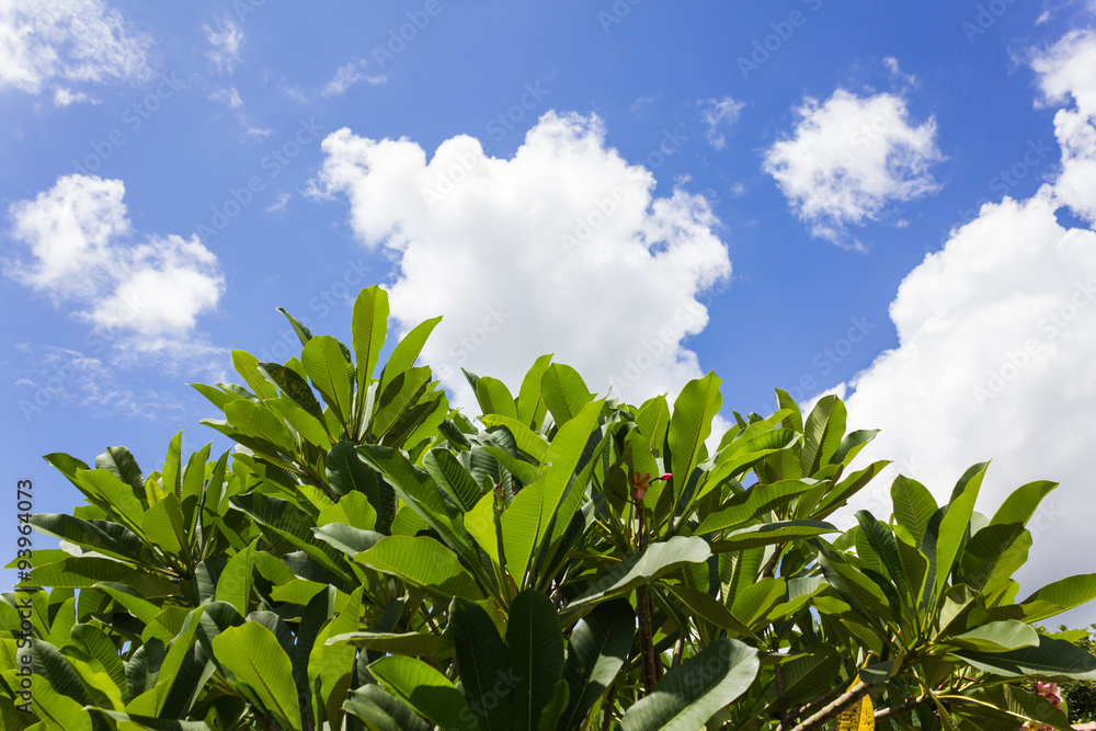 Fresh light blue sky and puffy white clouds with tree bush line view for summer day feeling background Fresh light blue sky and puffy white clouds with tree bush line view for summer day feeling background