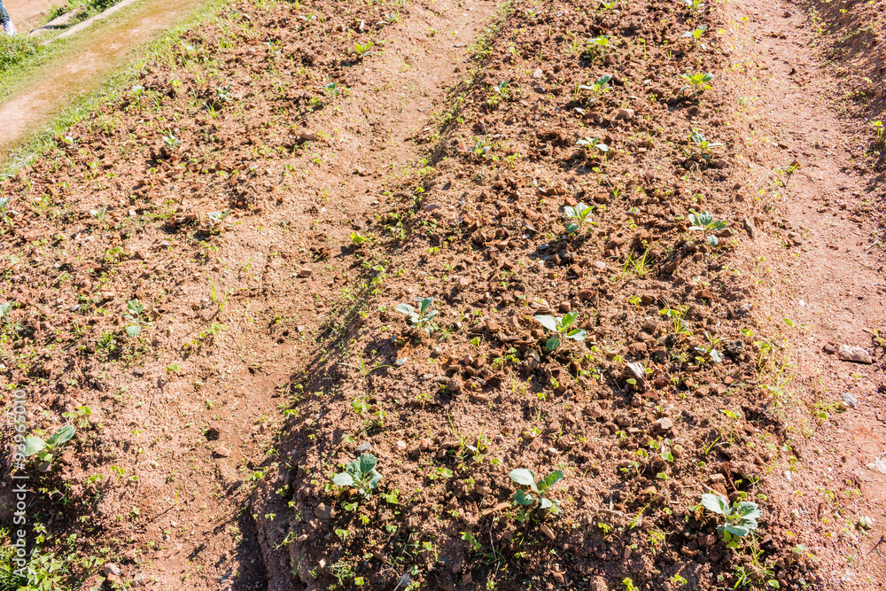 Green Plant in the Vegetable garden 