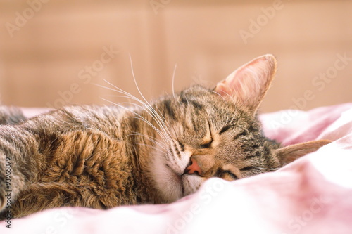 Cat sleeping in bed