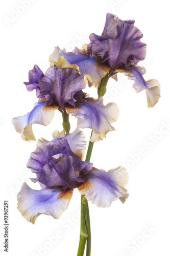 Fototapeta Naklejka Na Ścianę i Meble -  iris