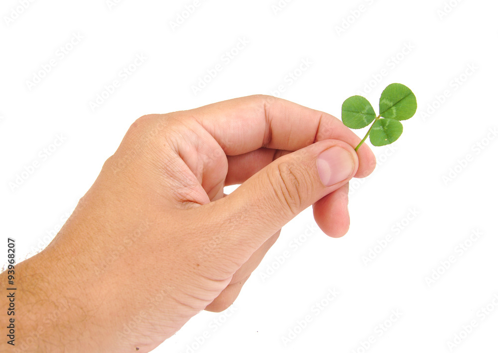 Male hand holding green clover leaf, isolated on a white Male hand holding green clover leaf, isolated on a white