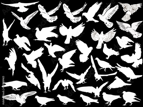 thirty seven white pigeon collection isolated on black