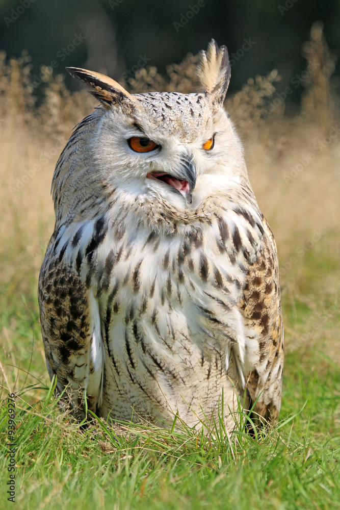 Bubo Bubo Sibiricus Bubo Bubo Sibiricus