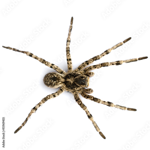 A large spider on a white background