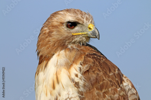 Wallpaper Mural Red-tailed hawk Torontodigital.ca