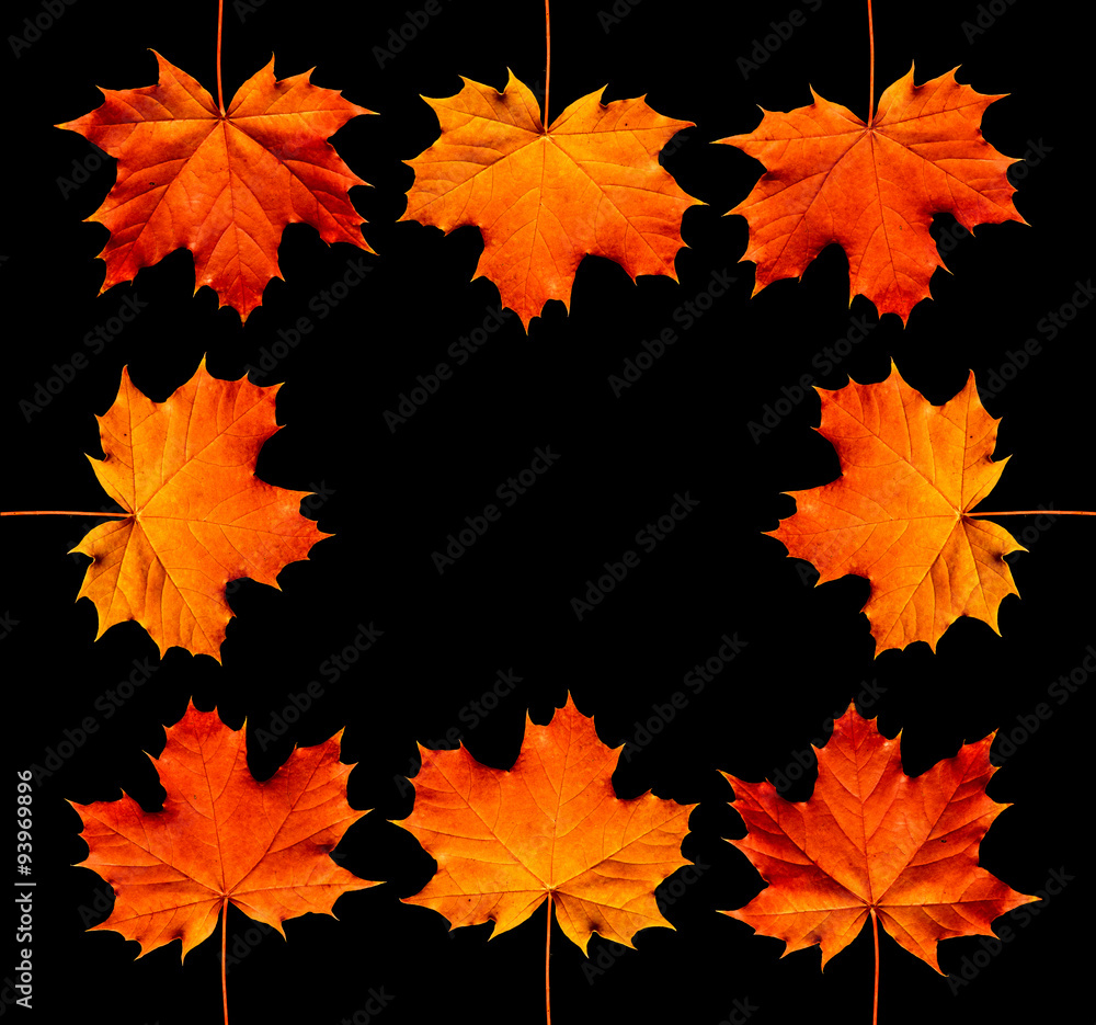 Autumn borders. Autumn maple leaves isolated on black background. Autumn borders. Autumn maple leaves isolated on black background.