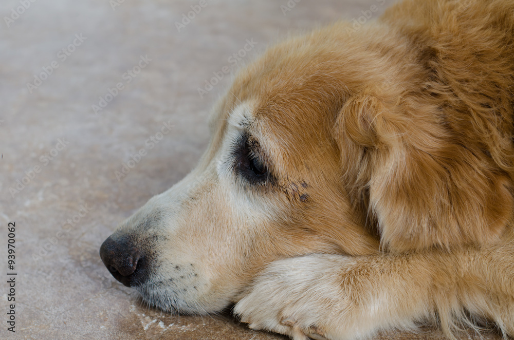 close up on face of golden retriever  dog