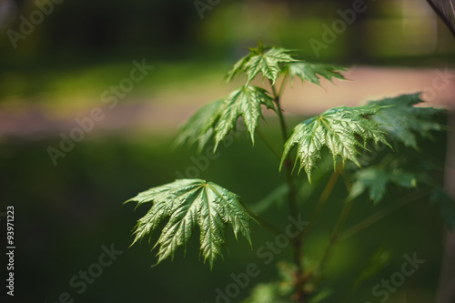 Young maple leaves
