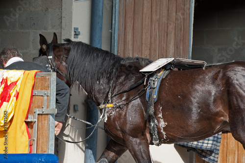 cheval de course photo