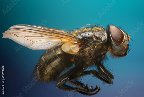 Extreme sharpness and macro photography theme: close-up portrait of a fly in the studio on a blue background