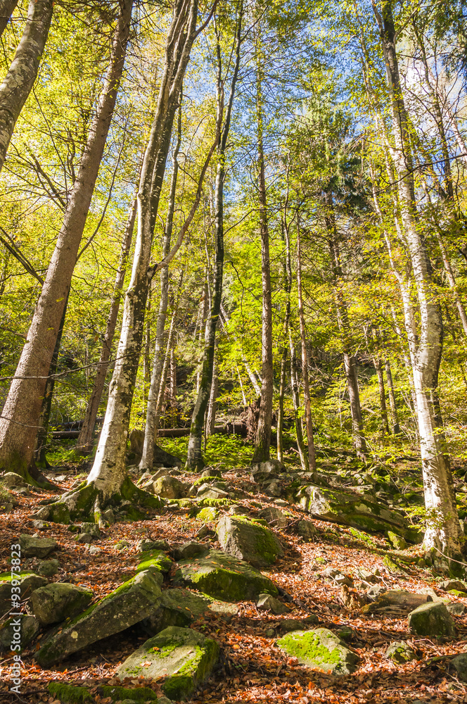 Obraz premium Lavertezzo, Dorf, Valle Verzasca, Verzascatal, Waldweg, Waldlichtung, Kastanienwald, Wanderweg, Herbst, Tessin, Schweiz