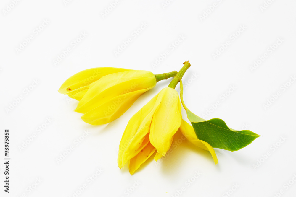 Fototapeta premium ylang ylang 