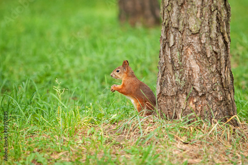 Wild animal. Red squirrel in autumn park © dionoanomalia