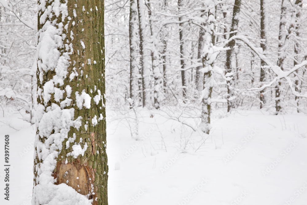 Winter forest Winter forest