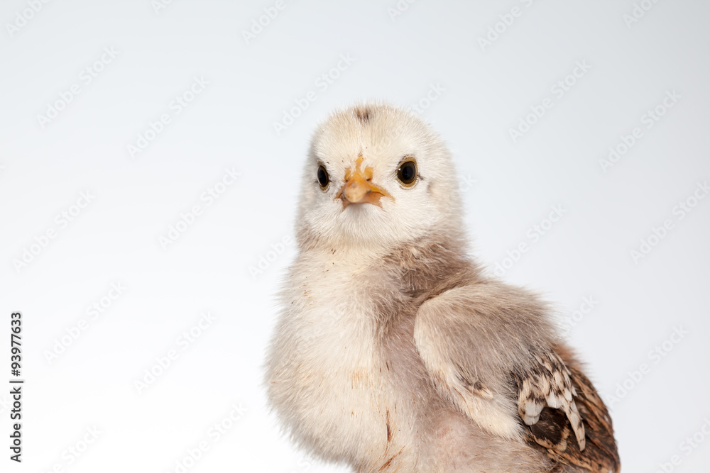 one chick alone one chick alone