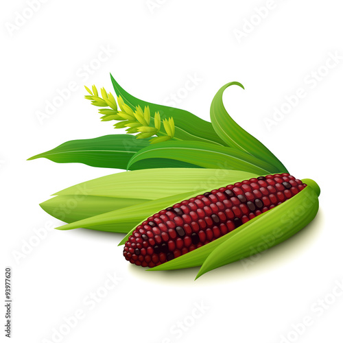 Cobs of red colourful Indian corn on white background