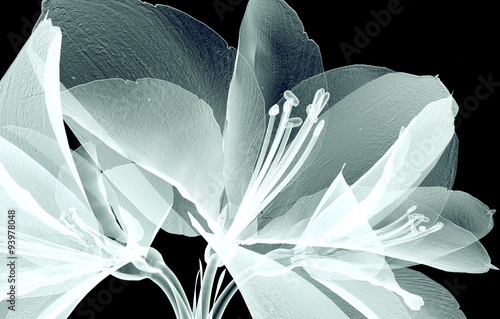 x-ray image of a flower isolated on black , the Amaryllis #93978048