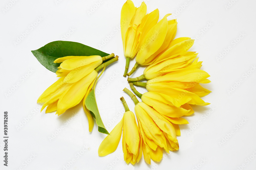 Fototapeta premium ylang ylang 