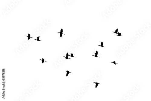 flying of flock birds silhouette on white background