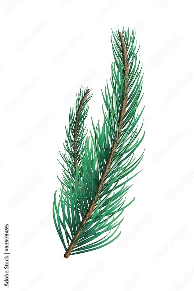 Green fir tree branch Green fir tree branch
