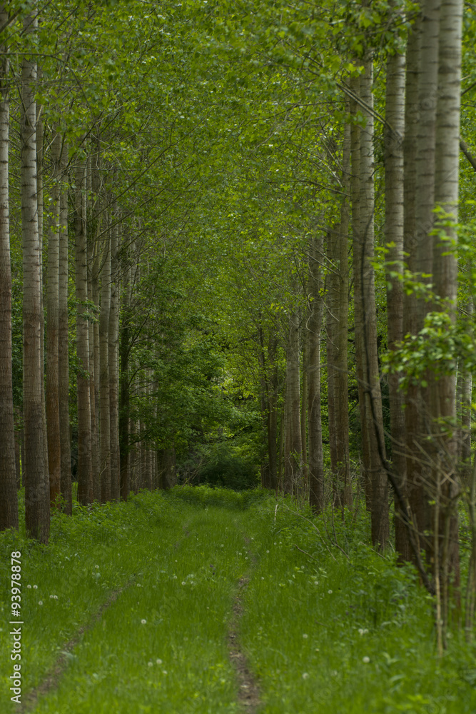 Fototapeta premium piękny zielony las