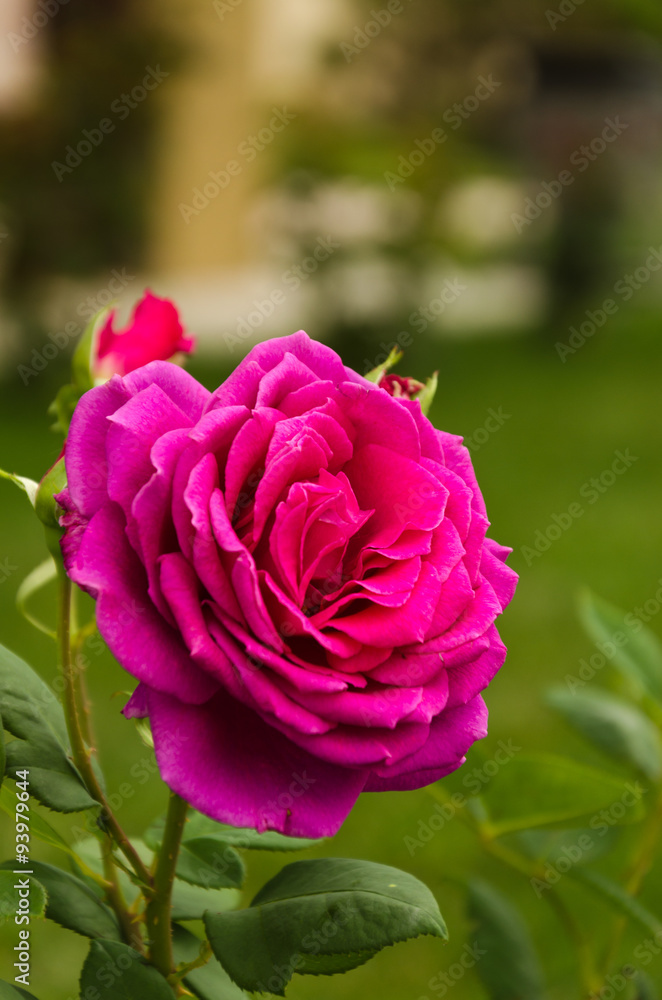 Beautiful pink rose in a garden