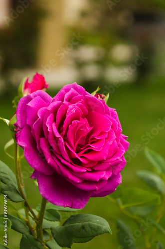 Obraz na płótnie Beautiful pink rose in a garden w salonie