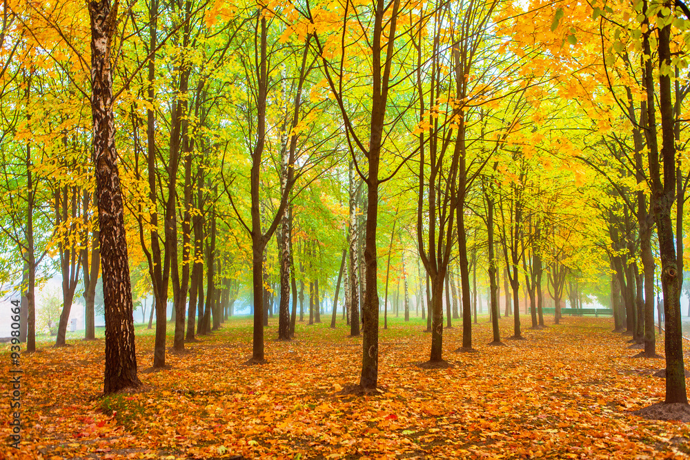 Naklejka premium park