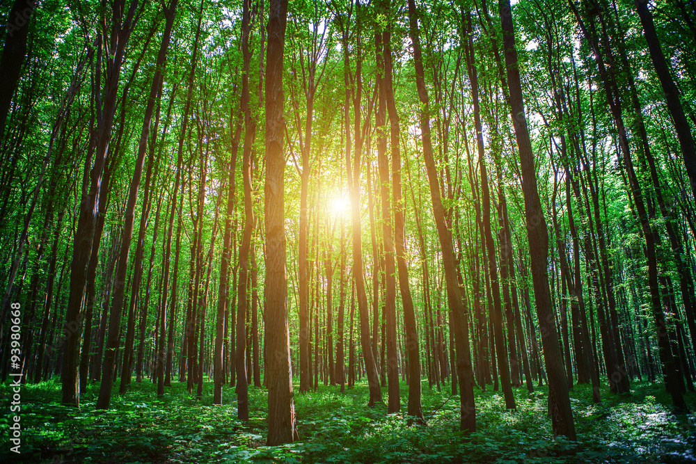 Fototapeta premium forest