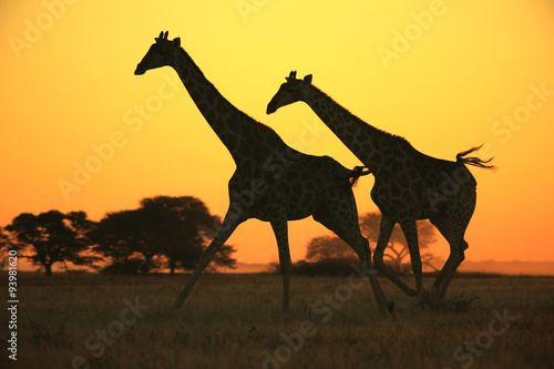 Giraffe Silhouette - Motion of Colorful Gold