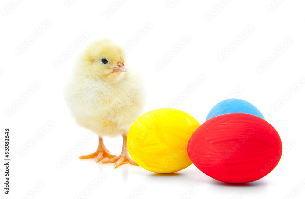 Cute little chick. All on white background
