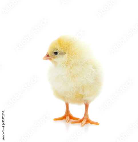 Cute little chick. All on white background © Kaesler Media