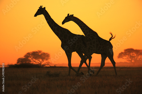 Giraffe Silhouette - Golden Skies and Freedom of Speed