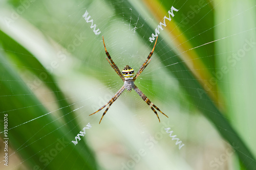 Spider on a spider web with a green background © lovelyday12