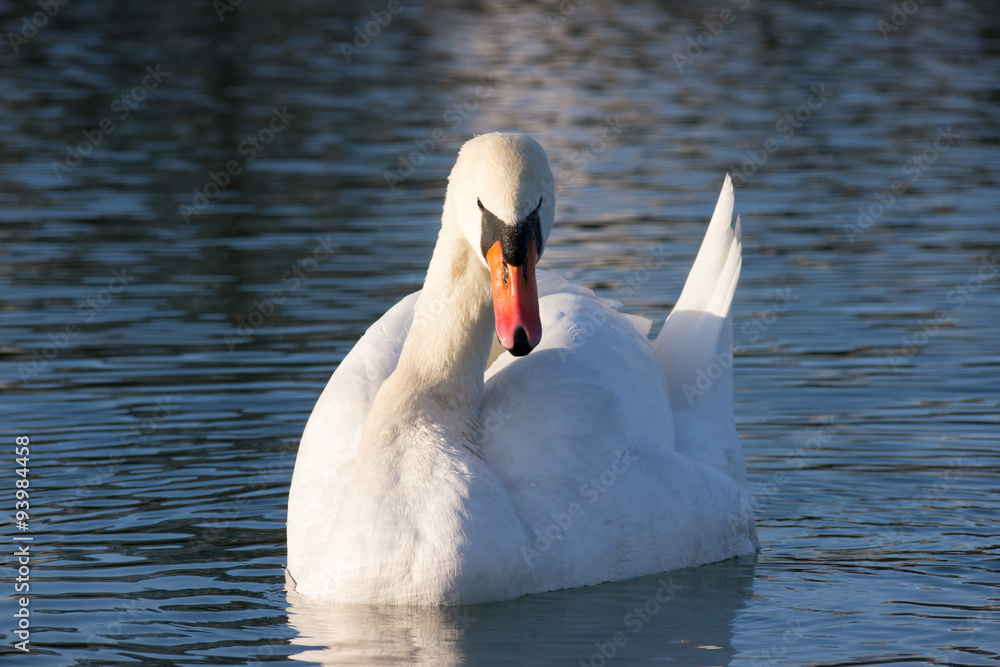 Naklejka premium Swan on Lake