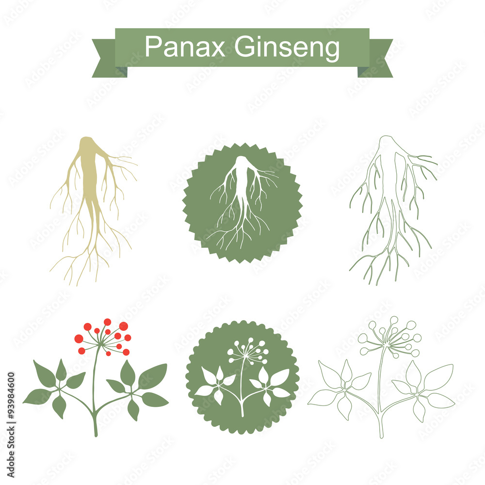 Obraz Ginseng. Isolated plant on white background