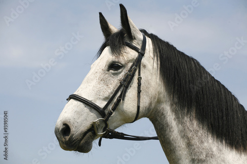 Beautiful fleabitten grey horse with leather harness in summer c