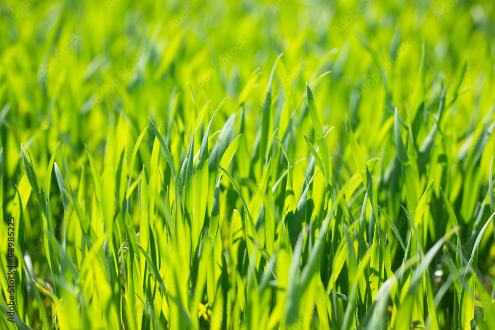 Fresh green wheat Fresh green wheat