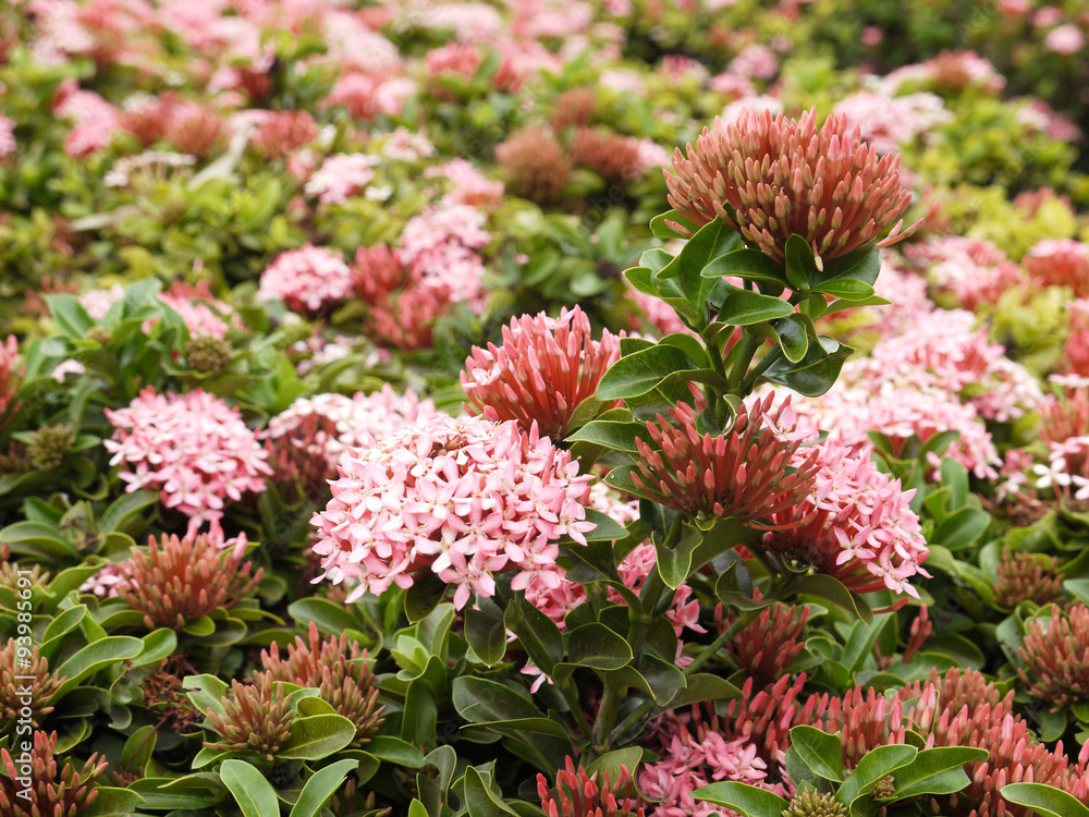 Fototapeta premium ixora flower