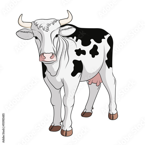 Color illustration with a spotted black and white cow. Isolated vector object on white background.