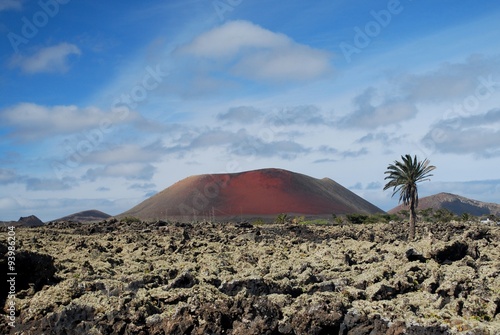 Lanzarote - ash and a lonely palm tree