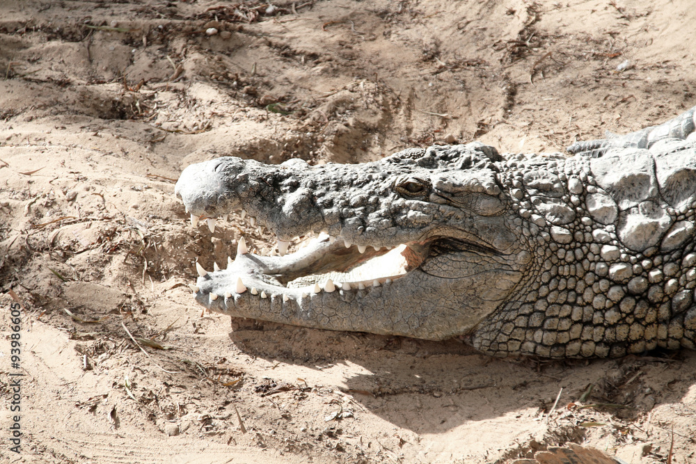 Naklejka premium crocodile 20102015