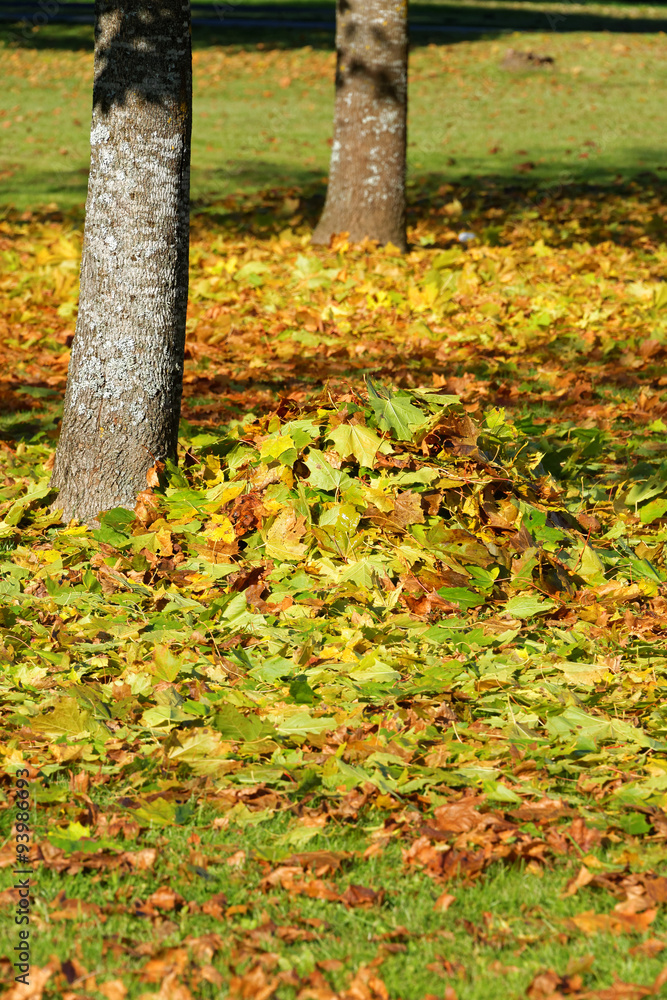 Autumn leaves Autumn leaves