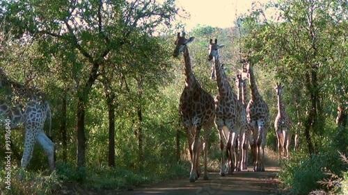 Large herd of giraffes walking through the African bush.