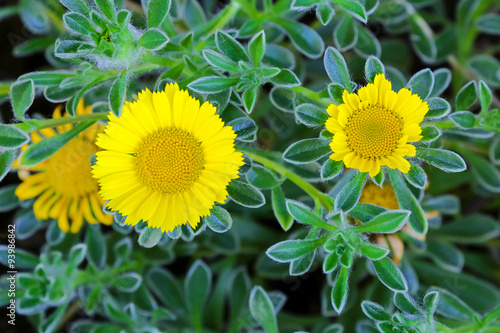 Fototapeta Naklejka Na Ścianę i Meble -  Closeup of Asteriscus maritimus, known as Tunisian Carpet or Mediterranean Beach Daisy