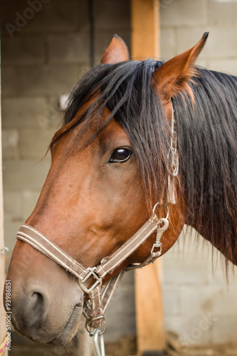Fototapeta Naklejka Na Ścianę i Meble -  Horse in the stable