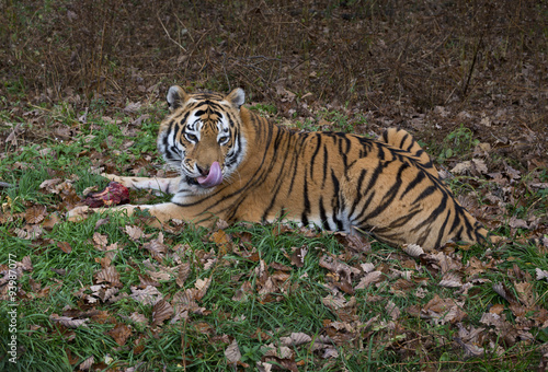 Ussurian   tiger