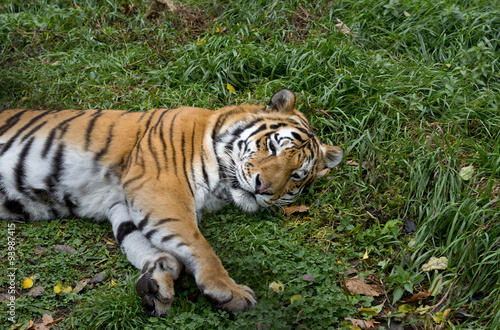 Fototapeta Naklejka Na Ścianę i Meble -  Ussurian   tiger