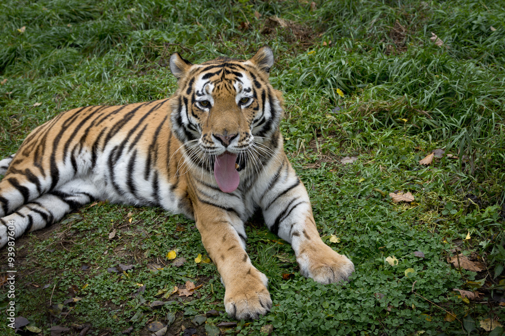 Ussurian tiger Ussurian tiger