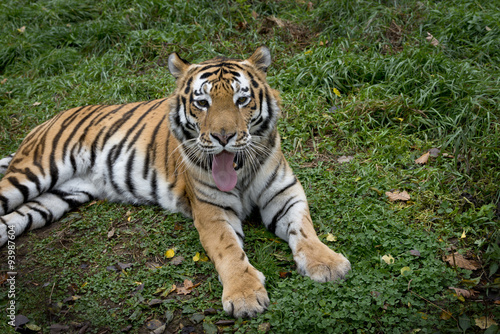 Ussurian   tiger